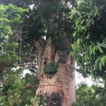 Día 97. Las leyendas de Kiboko y del baobab y el origen de las serpientes.